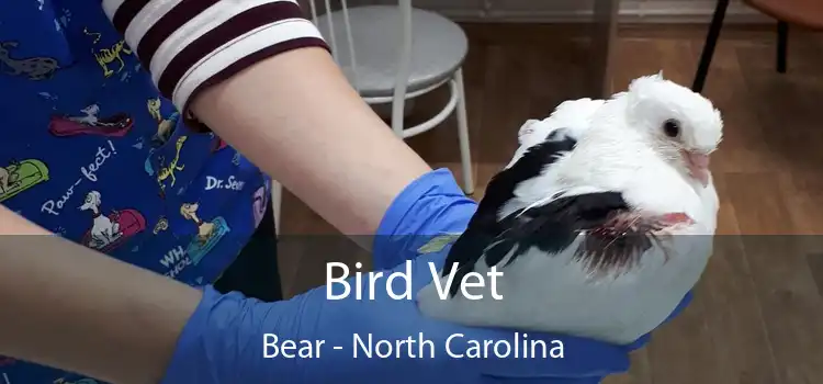 Bird Vet Bear - North Carolina