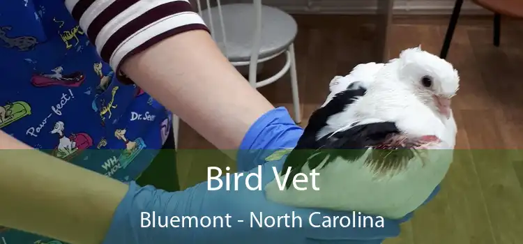 Bird Vet Bluemont - North Carolina