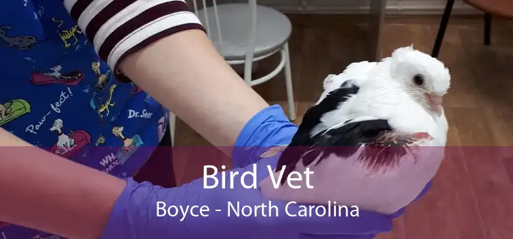 Bird Vet Boyce - North Carolina
