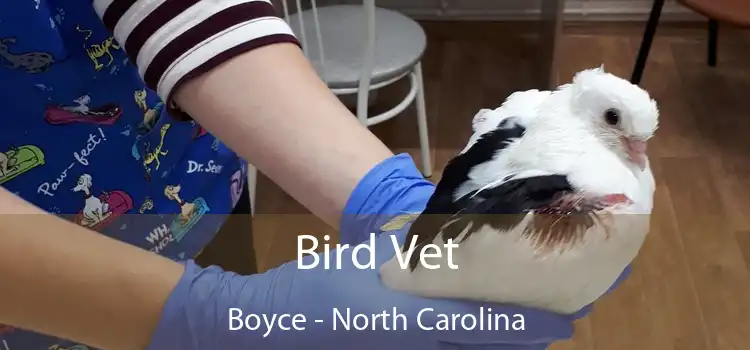 Bird Vet Boyce - North Carolina