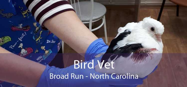 Bird Vet Broad Run - North Carolina