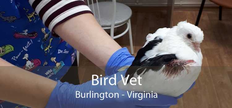 Bird Vet Burlington - Virginia