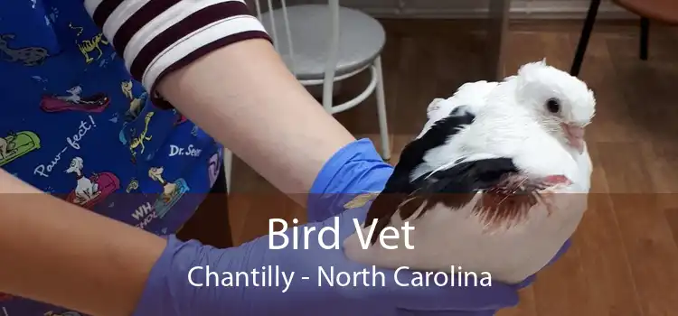 Bird Vet Chantilly - North Carolina