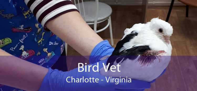 Bird Vet Charlotte - Virginia