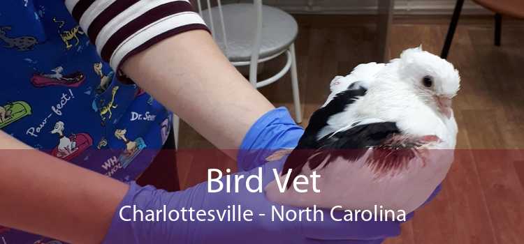 Bird Vet Charlottesville - North Carolina