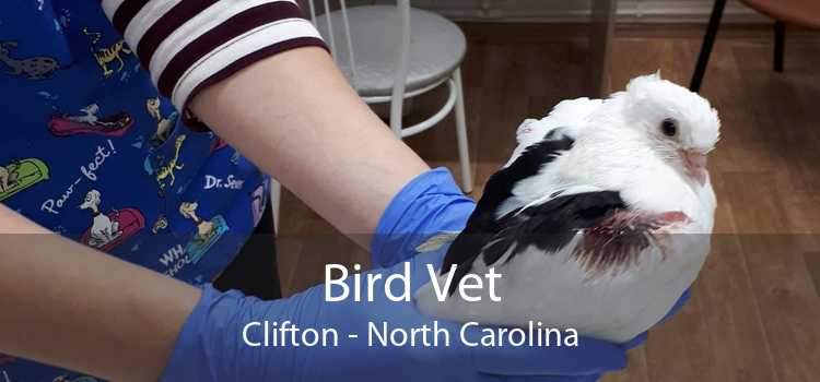 Bird Vet Clifton - North Carolina