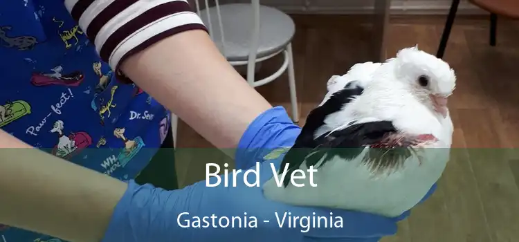 Bird Vet Gastonia - Virginia