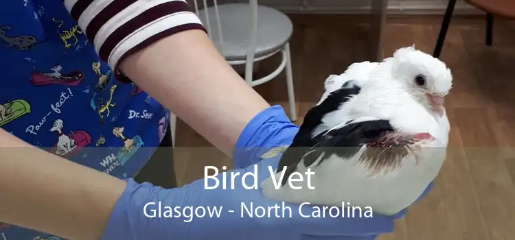 Bird Vet Glasgow - North Carolina