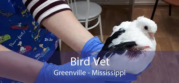 Bird Vet Greenville - Mississippi