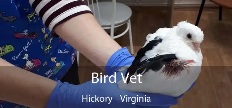 Bird Vet Hickory - Virginia