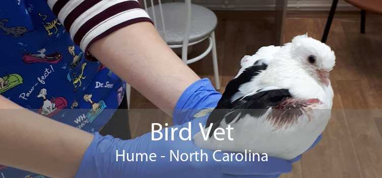 Bird Vet Hume - North Carolina