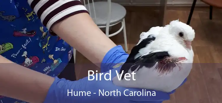 Bird Vet Hume - North Carolina