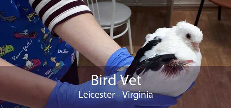 Bird Vet Leicester - Virginia