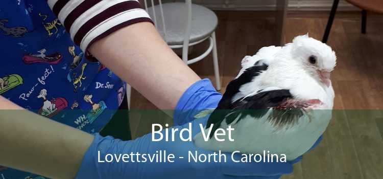 Bird Vet Lovettsville - North Carolina