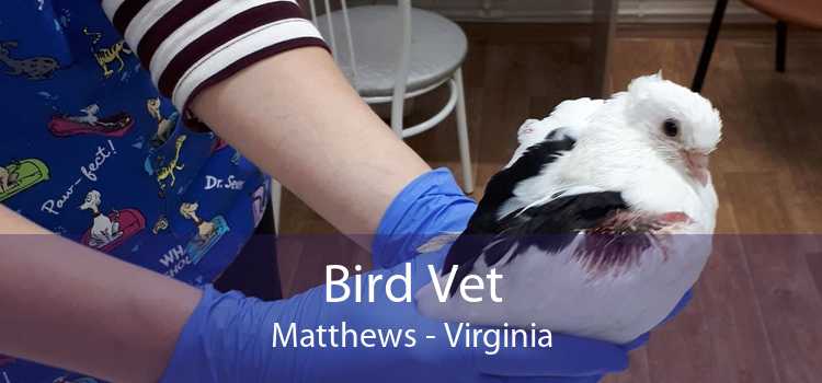 Bird Vet Matthews - Virginia