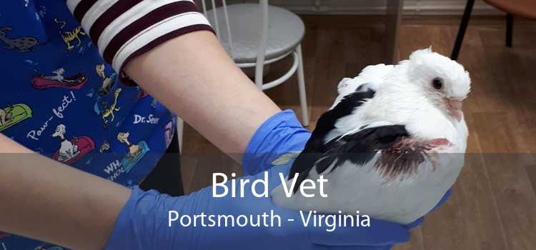 Bird Vet Portsmouth - Virginia