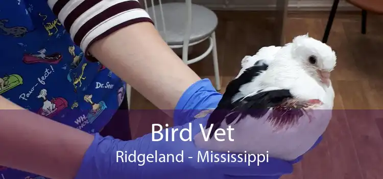 Bird Vet Ridgeland - Mississippi