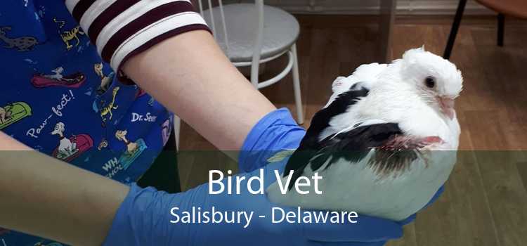 Bird Vet Salisbury - Delaware