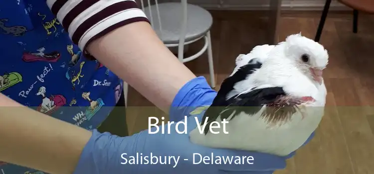 Bird Vet Salisbury - Delaware