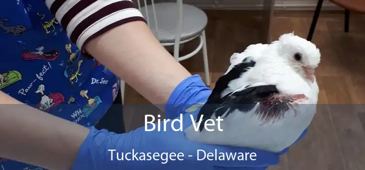 Bird Vet Tuckasegee - Delaware