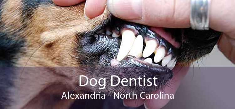 Dog Dentist Alexandria - North Carolina