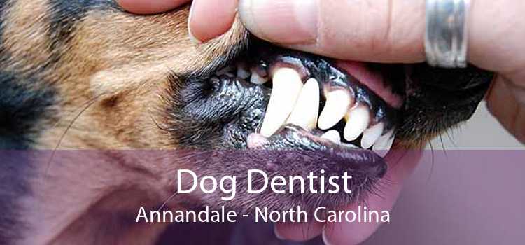 Dog Dentist Annandale - North Carolina
