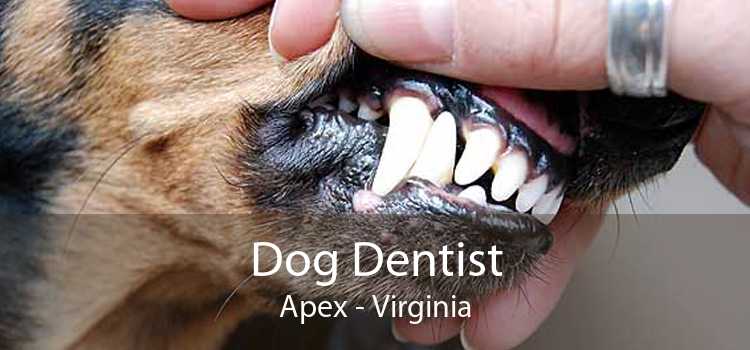 Dog Dentist Apex - Virginia