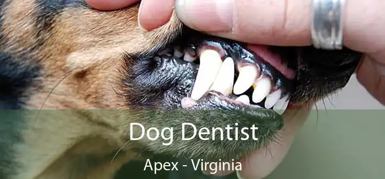 Dog Dentist Apex - Virginia