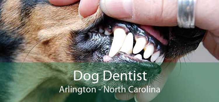 Dog Dentist Arlington - North Carolina