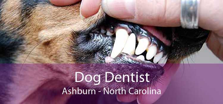 Dog Dentist Ashburn - North Carolina