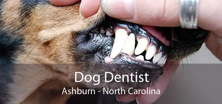 Dog Dentist Ashburn - North Carolina