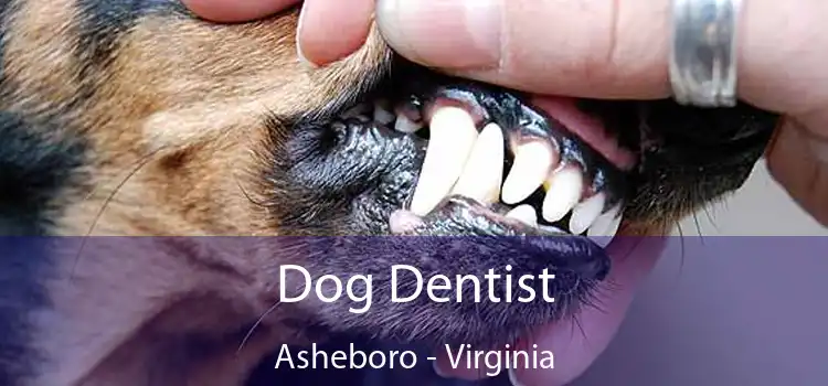 Dog Dentist Asheboro - Virginia