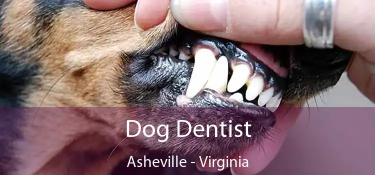 Dog Dentist Asheville - Virginia