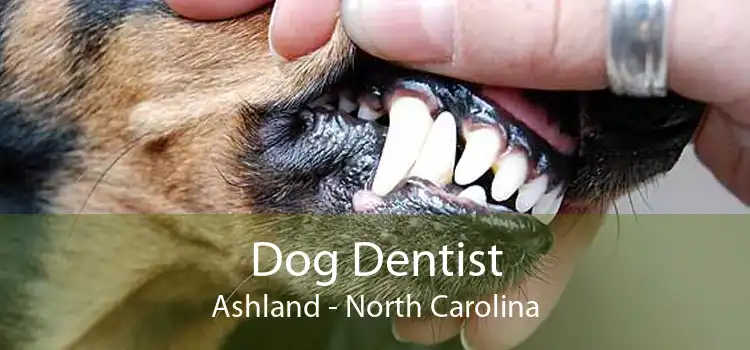 Dog Dentist Ashland - North Carolina