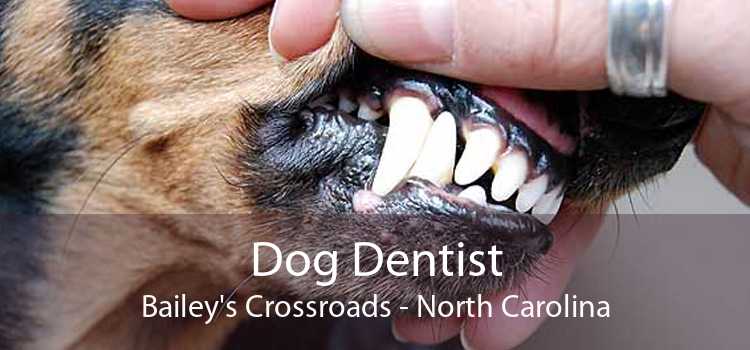 Dog Dentist Bailey's Crossroads - North Carolina