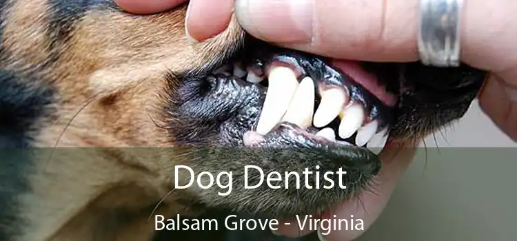 Dog Dentist Balsam Grove - Virginia