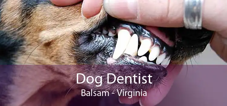 Dog Dentist Balsam - Virginia
