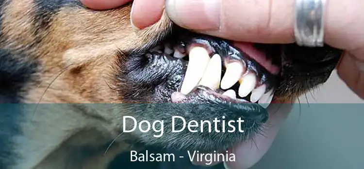 Dog Dentist Balsam - Virginia