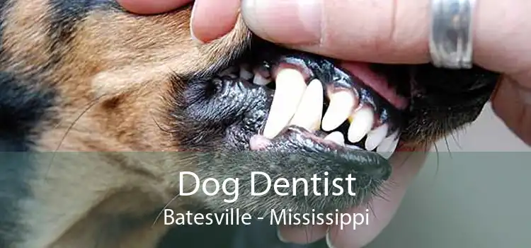 Dog Dentist Batesville - Mississippi