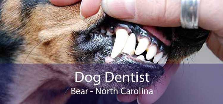Dog Dentist Bear - North Carolina