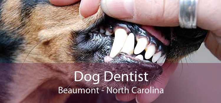 Dog Dentist Beaumont - North Carolina