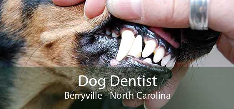 Dog Dentist Berryville - North Carolina
