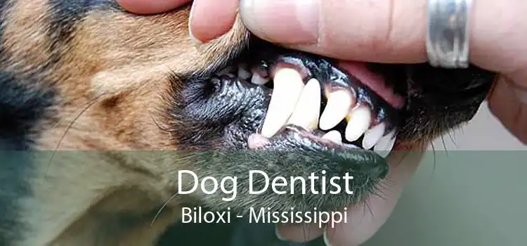Dog Dentist Biloxi - Mississippi