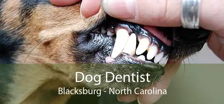 Dog Dentist Blacksburg - North Carolina