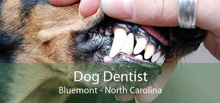 Dog Dentist Bluemont - North Carolina