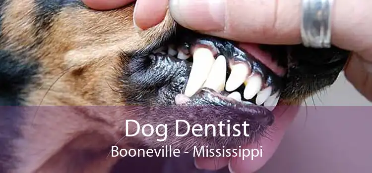 Dog Dentist Booneville - Mississippi