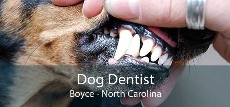 Dog Dentist Boyce - North Carolina