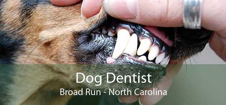 Dog Dentist Broad Run - North Carolina