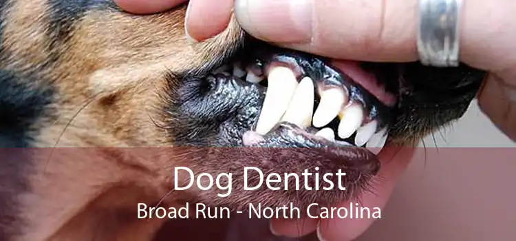 Dog Dentist Broad Run - North Carolina
