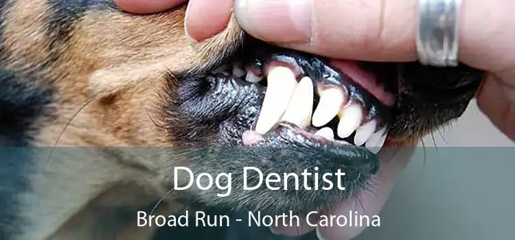 Dog Dentist Broad Run - North Carolina